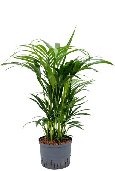 Kentia hydrocultuur hydrokulturpflanze
