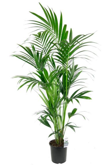 Kentia palm grote kamerplant 1 2