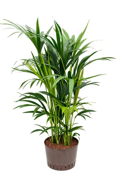 Kentia-Palme Zimmerpflanze