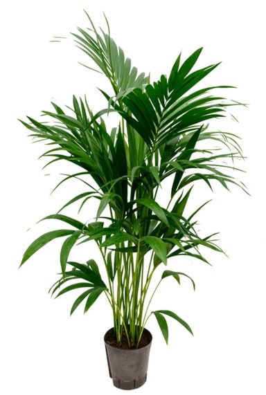Kentia palm hydrokultur