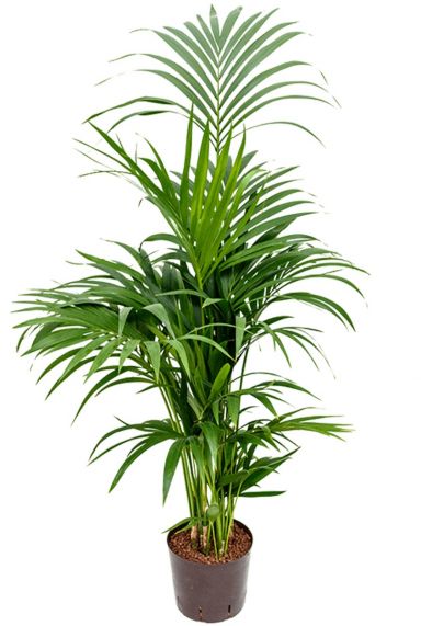 Hydroponische Pflanze Kentia-Palme