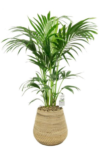 Kentia palm in mand 2