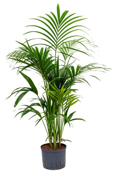 Kentia palm kamerplant hydro