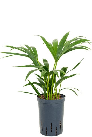 Kentia palme hydrokultur