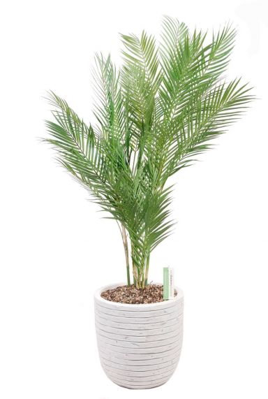Kunstplant palm in pot 1