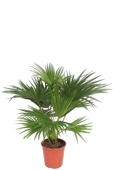 Livistona chinensis palm