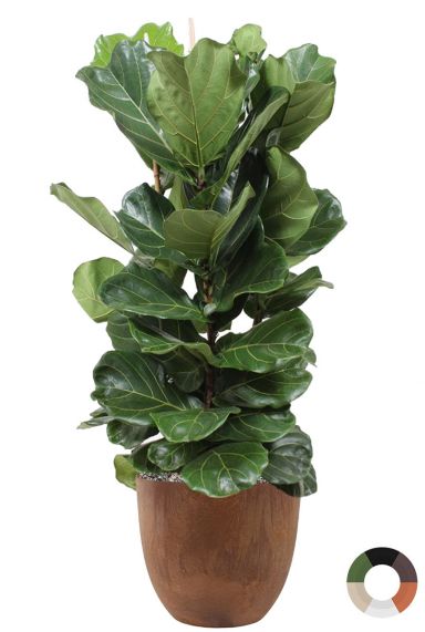 Lyrata in bruine pot 1