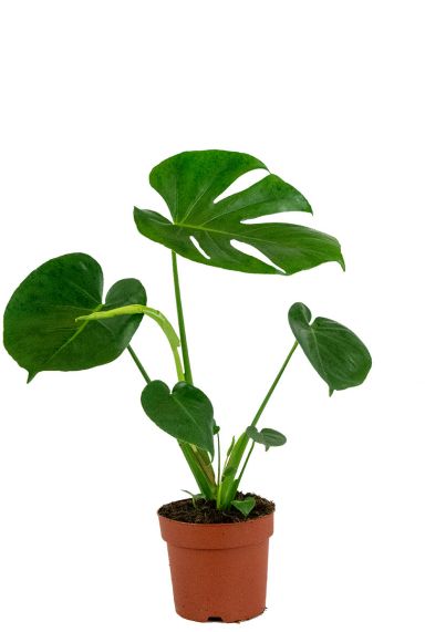 Monstera-gatenplant-pot14