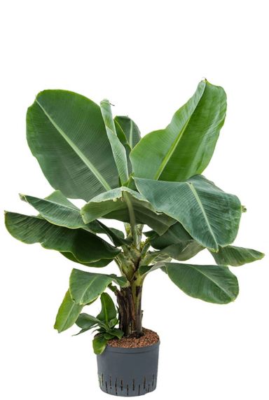 Musa bananenpflanze hydrokultur