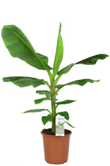 Musa-Bananenpflanze Zimmerpflanze
