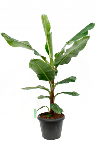 Musa Bananenpflanze Zimmerpflanze 