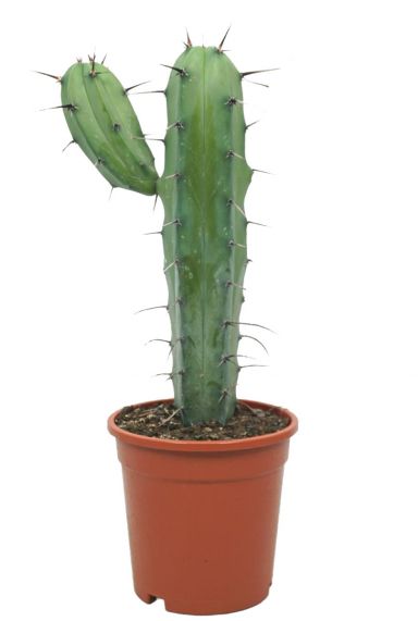 Myrtillocactus geometrizans cactus 1