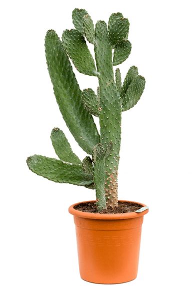 Opuntia consolea cactus 2