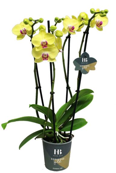 Phalaenopsis Gelb - 4 Zweige - Orchidee