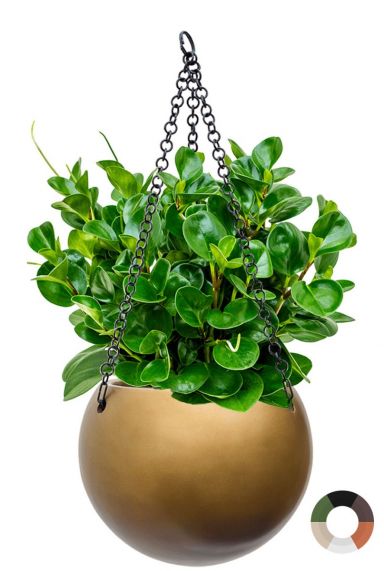 Peperomia in Hängetopf baq
