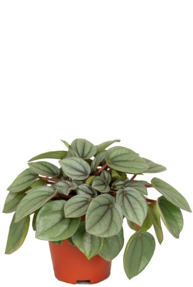 Peperomia milano pflanze 1