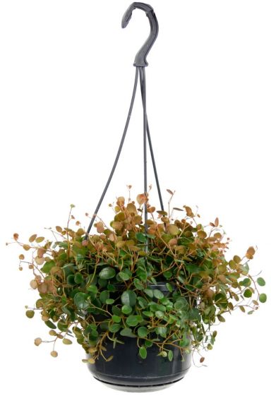 Peperomia pepperspot Hängepflanze