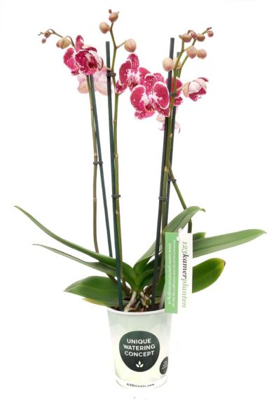 Phalaenopsis Asian Pearl - 4 Zweige - Orchidee