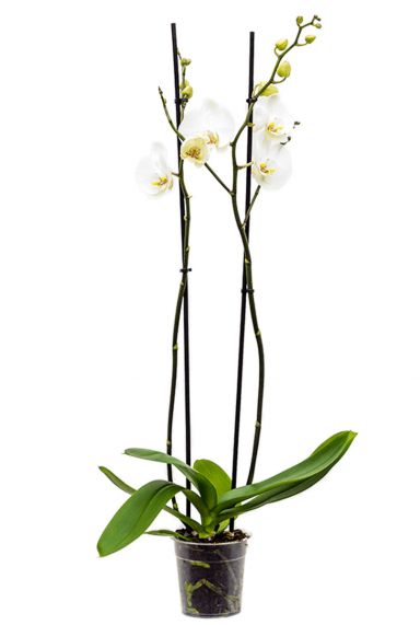 Phalaenopsis orchidee wit