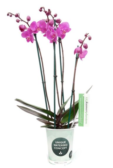 Phalaenopsis Evolution - 4 Zweige - Orchidee