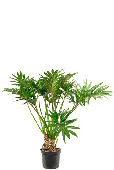 Philodendron-xanadu-Pflanze