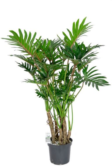Philodendron-xanadu-xantal-zimmerpflanze