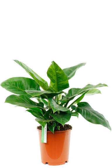 Philodendron Imperial Green pflanze