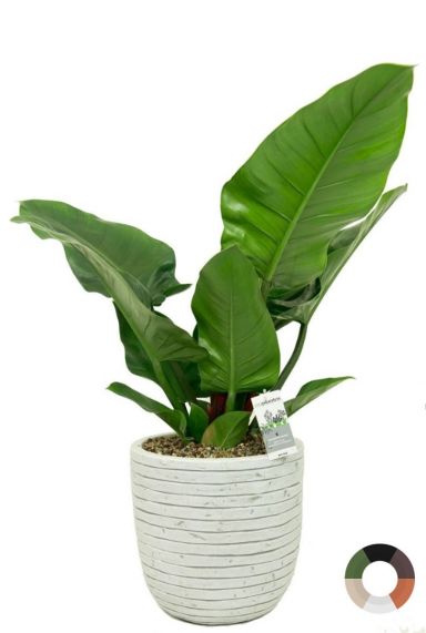 Philodendron imperial green 2 3