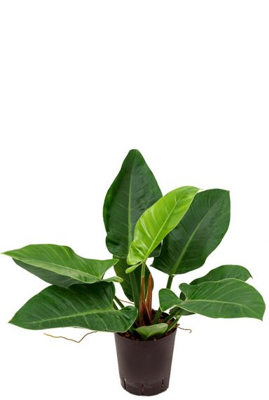 Philodendron imperial green hydrokulturpflanze