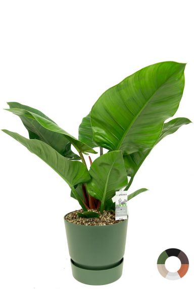Philodendron imperial green in potten 1