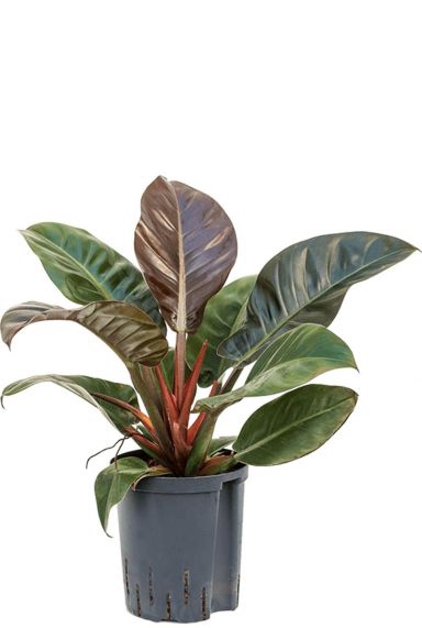Philodendron imperial red hydrokulturpflanze
