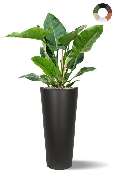 Philodendron in hoge pot