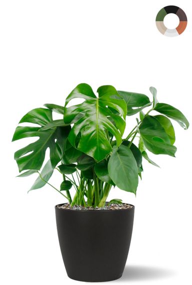 Philodendron monstera pflanze 1