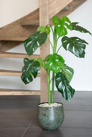 Philodendron monstera pflanze 1