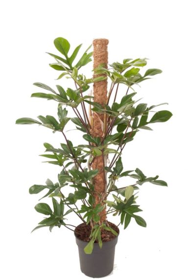 Philodendron pedatum zimmerpflanze