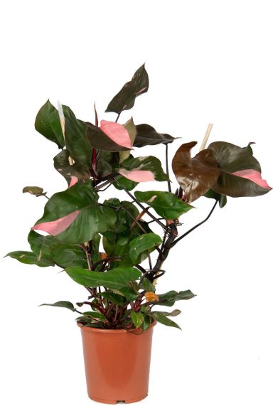 Philodendron pink princess pflanze