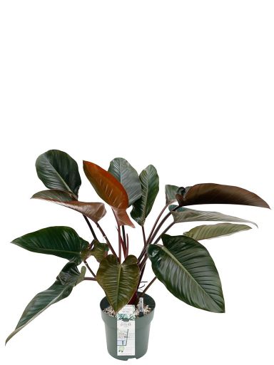 Philodendron red beauty zimmerpflanze