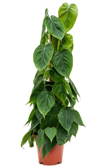 Philodendron scandens 3