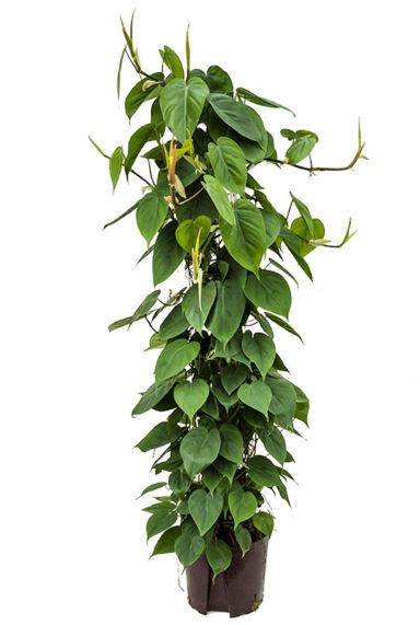 Philodendron scandens Hydrokultur