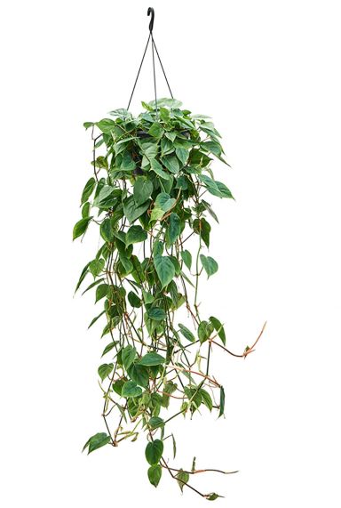 Philodendron scandens plant 4