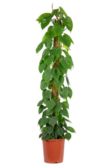 Philodendron scandens zimmerpflanze 1