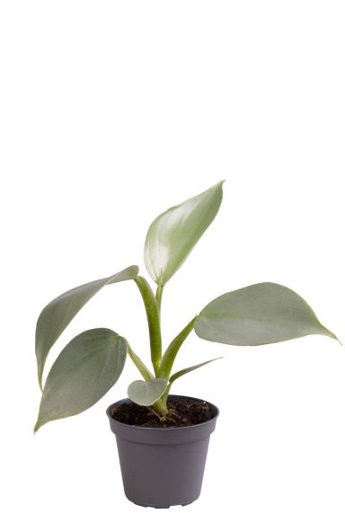 Philodendron silver dust pflanze