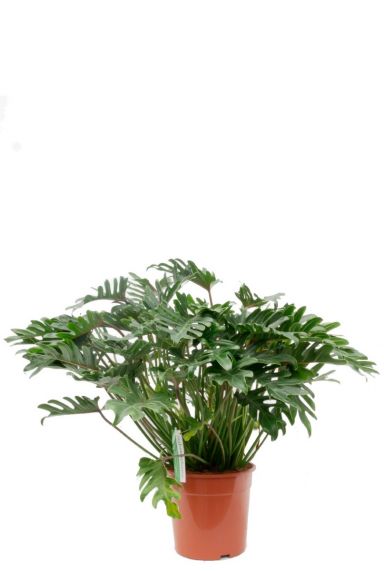Philodendron Xanadu