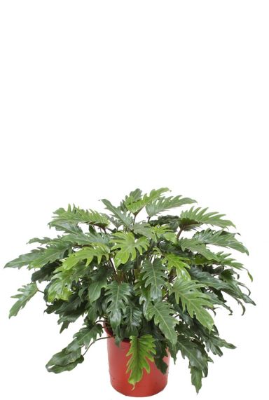 Philodendron xanadu kamerplant 5