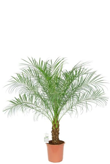 Phoenix roebelenii palm plant 1