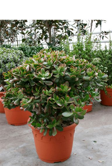 Prachtige crassula sunset kopen