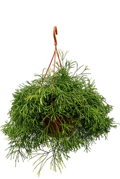 Rhipsalis clavata hangpflanze
