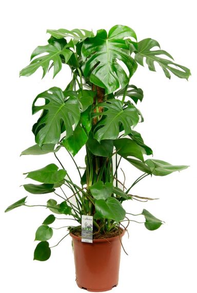 Robuste philodendron monstera