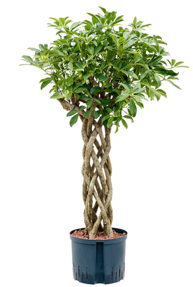 Schefflera arboricola 1
