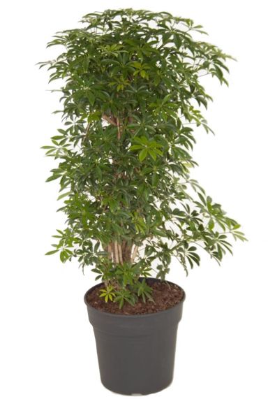 Schefflera arboricola luseana 1
